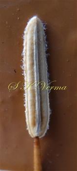  Stamen